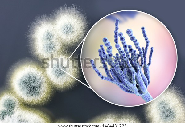 Penicillium mold fungi, 3D illustration and photo\
of colonies grown on nutrient\
medium