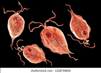 Trichomonas Tenax Protozoan Found Oral Cavity Stock Illustration ...