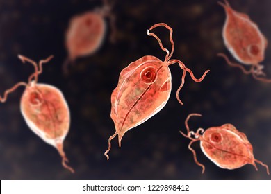 Trichomonas Tenax Protozoan Found Oral Cavity Stock Illustration ...