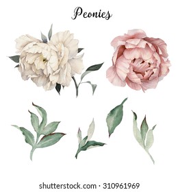 Peonies and leaves, watercolor, can be used as greeting card, invitation card for wedding, birthday and other holiday and  summer background

