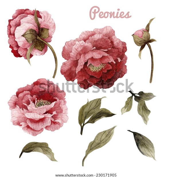 Peonies Leaves Watercolor Can Be Used Stock Illustration 230171905 ...