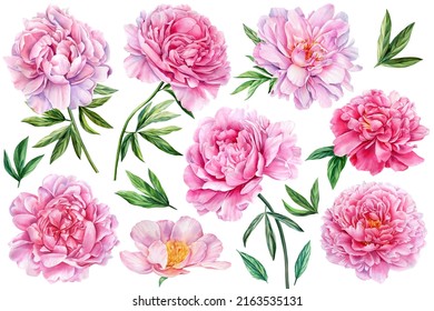 Peonies on white isolated background. Watercolor Flowers. Watercolour floral illustration set