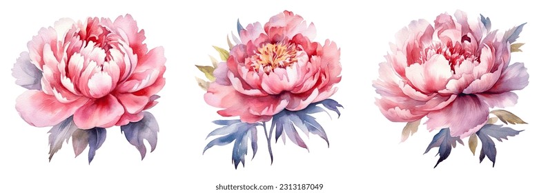 Peonies acuarela Ilustración Hermosas