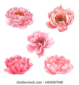 Peony Flower Collection Hand Painted In Watercolor