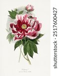 Peony flower painting.  Digitally enhanced from our own 1842 edition of Le Jardin Des Plantes by Paul Gervais.