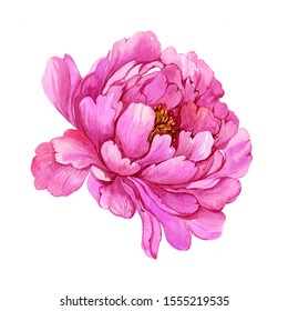  Peony Flower Watercolor Illustration On White Background