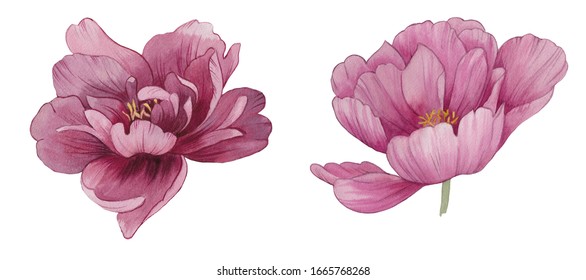 Peony flowers isolated. Illustration of watercolor flowers. Isolated peony on a white background. Set of flowers for greeting cards, design, print.