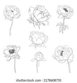 Peony Line Art Illustration Set Isolated On White Background. For Invitation, Tattoo, Decor.