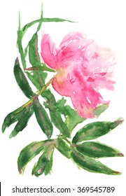 peony watercolor painting isolated