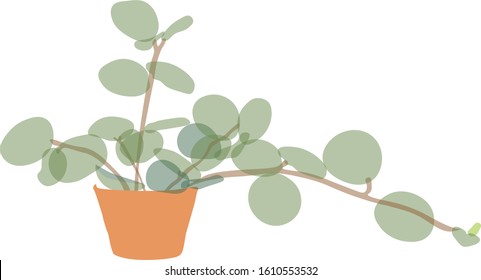 Peperomia Hope (Peperomia Rotundifolia) In Pot, Isolated Flat Illustration White Background