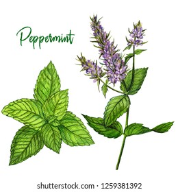 Peppermint with flowers, watercolour illustration, hand drawn