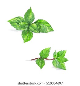 Peppermint, Mint , Watercolor Painting