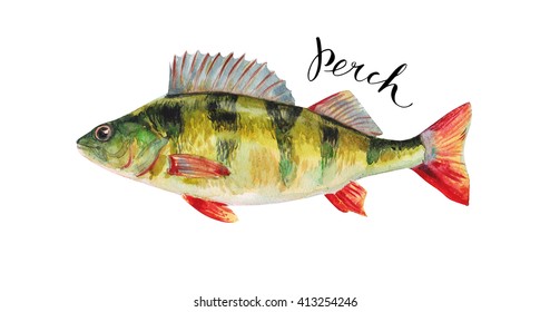 Perch fish whole isolated on a white background