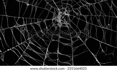 perfect and realistic spider web in black background