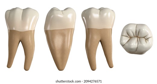Permanent lower first molar tooth. 3D illustration of the anatomy of the mandibular first molar tooth in buccal, proximal, lingual and occlusal views. Dental anatomy through 3D illustration