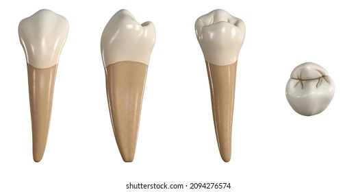 4,892 Premolar Images, Stock Photos & Vectors | Shutterstock