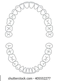 Permanent Teeth Dentition 