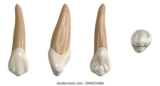 Permanent upper canine tooth. 3D illustration of the anatomy of the maxillary canine tooth in buccal, proximal, lingual and occlusal views. Dental anatomy through 3D illustration