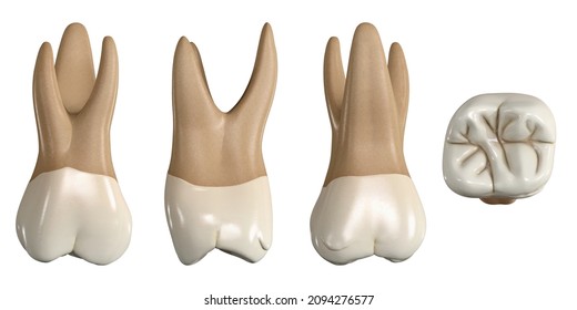 Permanent upper first molar tooth. 3D illustration of the anatomy of the maxillary first molar tooth in buccal, proximal, lingual and occlusal views. Dental anatomy through 3D illustration