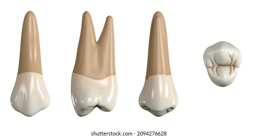 Permanent upper first premolar tooth. 3D illustration of the anatomy of the maxillary first premolar tooth in buccal, proximal, lingual and occlusal views. Dental anatomy through 3D illustration