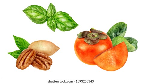 Persimmon Pecan Basil Watercolor Isolated On White Background