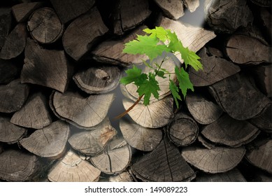 Persistence and determination business concept with chopped trees as firewood with an emerging new tree growing out of the dead wood as an icon of unstoppable aspirations and hope for future success.