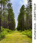 Perspective of grassy hiking trail between stands of longleaf pines (binomial name: Pinus palustris) in a nature preserve in rural Florida in summer. Light digital oil-painting effect, 3D rendering.