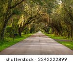 Perspective of paved rural road under a canopy of live oaks and other tall trees with Spanish moss (binomial name: Tillandsia usneoides) in Florida. Light digital oil-painting effect, 3D rendering.