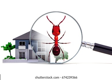 Pest Control Of Residence Concept. 3D Rendered Fire Ant.