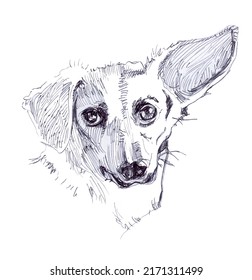 Pet Dog With Big Ears. Portrait Of A Cute Dog.	