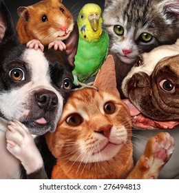 Pet group concept as dogs cats a hamster and budgie gathered together as a symbol for veterinary care and support or pets store design element for home animals advertising and marketing. - Powered by Shutterstock