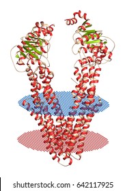 P-glycoprotein 1 (P-gp) multidrug transporter protein. Efflux pump that pumps many drugs out of cells. Involved in multidrug resistance of cancers. 3D rendering.
