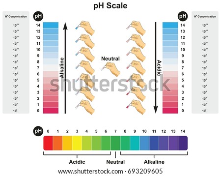 p h scale infographic diagram showing values stock illustration Acid Dissociation Constant ph scale infographic diagram showing values and concentrations with experiment example result in acidic neutral or