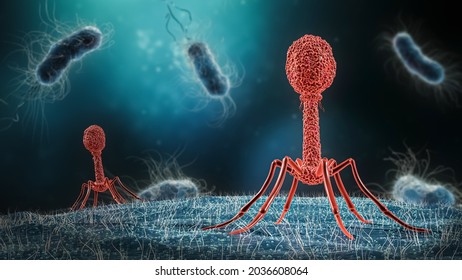 Phage infecting bacterium close-up 3D rendering illustration. Microbiology, medical, bacteriology, biology, science, healthcare, medicine, infection concepts.