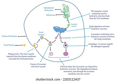 Phagocytosis Autophagy Occur Via Endoplasmic Reticulum Stock ...