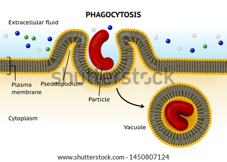 Phagocytosis. Cell eating. Phagocytosis involves the extension from the cell of large folds called pseudopodium that engulf particles and then internalize this material into cytoplasmatic vacuole  Stock photo © 