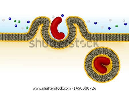 Phagocytosis. Cell eating. Phagocytosis involves the extension from the cell of large folds called pseudopodium that engulf particles and then internalize this material into cytoplasmatic vacuole  Stock photo © 