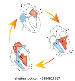 Phases Of The Cardiac Cycle
Cardiac Cycle Diastole Systole And Atrial Diastole Heart Anatomy Diagram With Blood Flow