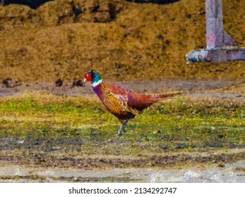 Pheasant Running￼ Across A Farm Digital Ink Pen And Oil Painting For Canvas Prints