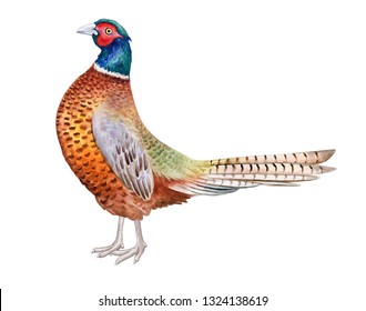 Pheasant. Beautiful bright realistic bird of paradise isolated on white background. Watercolor illustration. giraffe with teeth. Hand painted. Template. Close-up. Clip art. Hand drawn.