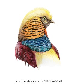 Pheasant bird head watercolor image. Bright male bird with yellow and blue feathers on white background. Hand drawn realistic golden pheasant portrait element. Beautiful colorful wild avian.