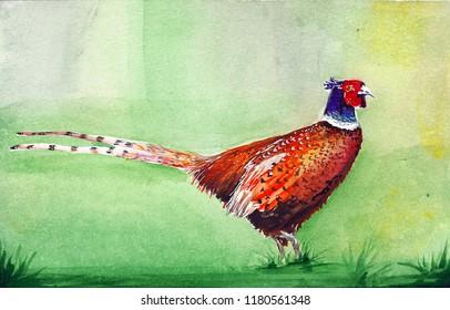 Pheasant Bird Water Color Drawing Stock Illustration 1180561348