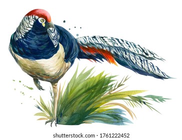 pheasant in the grass on a white background, watercolor illustration, colorful bird