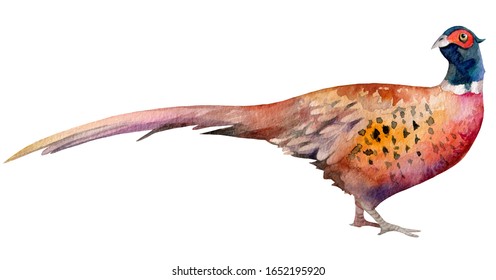 Pheasant. Isolated from white background. Hand drawn