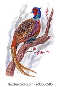 Pheasant On A Flowering Tree, Watercolor Painting.