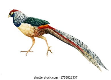 317 Drawing golden pheasant Images, Stock Photos & Vectors | Shutterstock