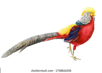 317 Drawing golden pheasant Images, Stock Photos & Vectors | Shutterstock