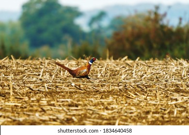 Pheasant Running Across A Agricultural Field At Speed In Autumn In England Created As A Retro Oil Painting