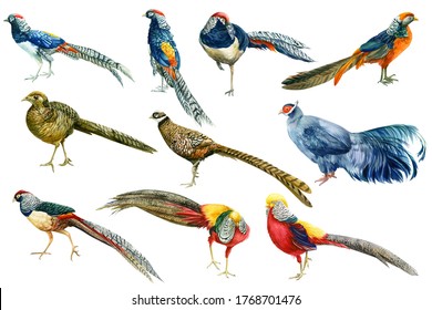 pheasants, watercolor drawings on a white background, hand drawing, colorful birds