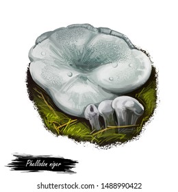 Phellodon Niger Or Black Tooth Mushroom, Stipitate Hydnoid Fungi Closeup Digital Art Illustration. Boletus Has Whitish Cap That Later Darkens In Center To Grey. Plants Growing In Woods And Forests.